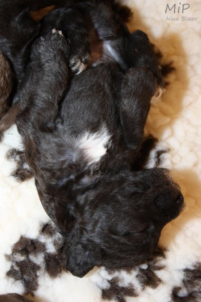 2011-05-15 Puppies Candy & Svet (12).jpg